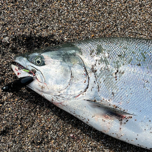 サクラマスの釣果