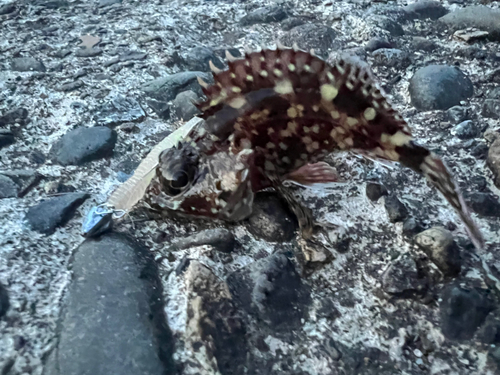 カサゴの釣果