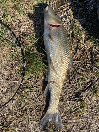 ニゴイの釣果