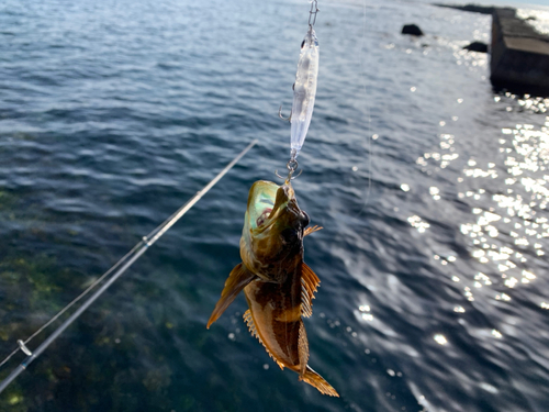 アナハゼの釣果