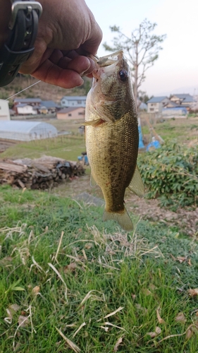 釣果