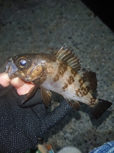 メバルの釣果