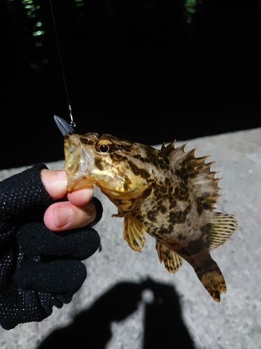 タケノコメバルの釣果