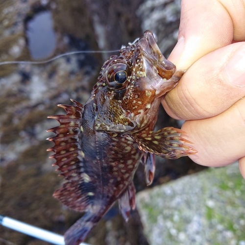 アラカブの釣果