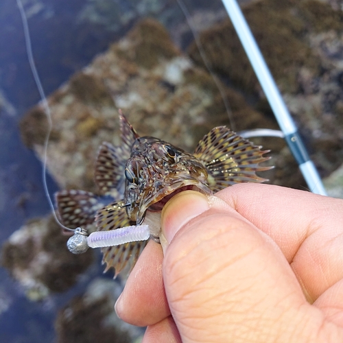 アラカブの釣果