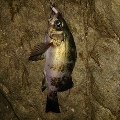 アオメバルの釣果