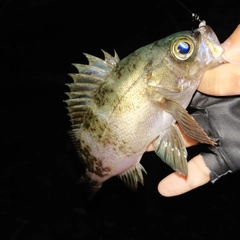 アオメバルの釣果