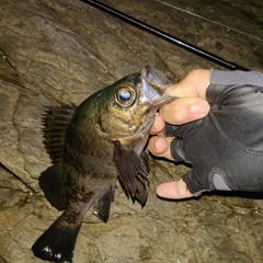 アオメバルの釣果