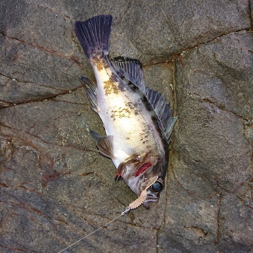 シロメバルの釣果