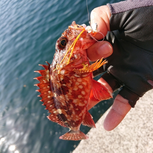 アラカブの釣果