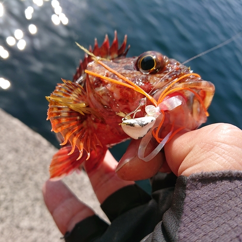 アラカブの釣果