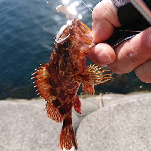 アラカブの釣果