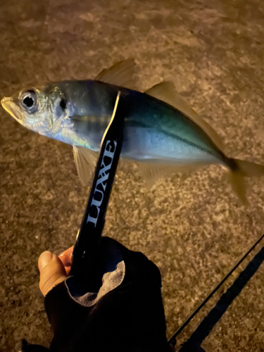 マアジの釣果