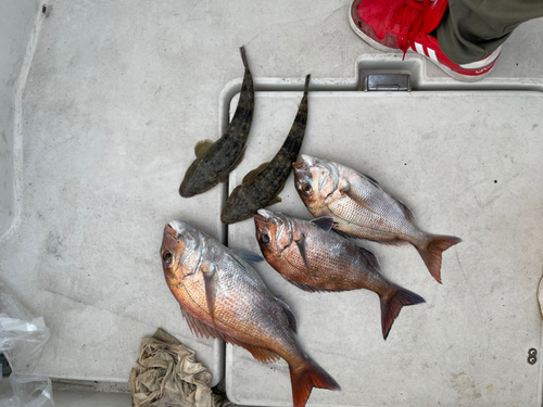 タイの釣果