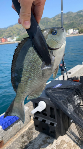 メジナの釣果