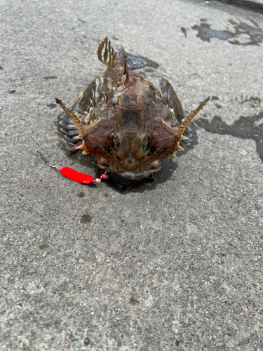 オニカジカの釣果