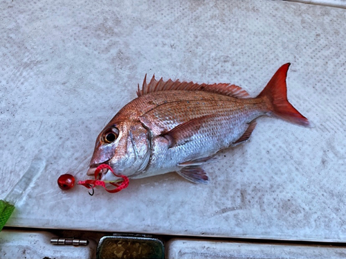 マダイの釣果