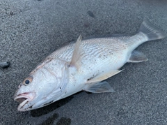 イシモチの釣果