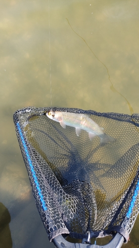 ニジマスの釣果