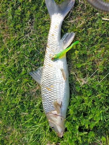 ニゴイの釣果