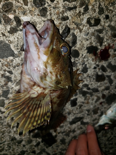 カサゴの釣果