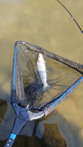 ホウライマスの釣果