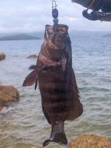 ヤミハタの釣果