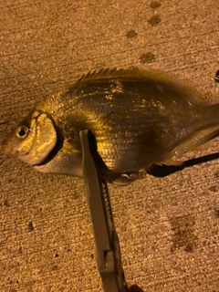 ウミタナゴの釣果