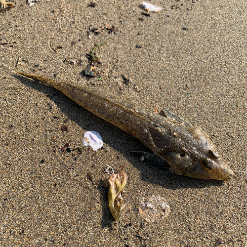 メゴチの釣果