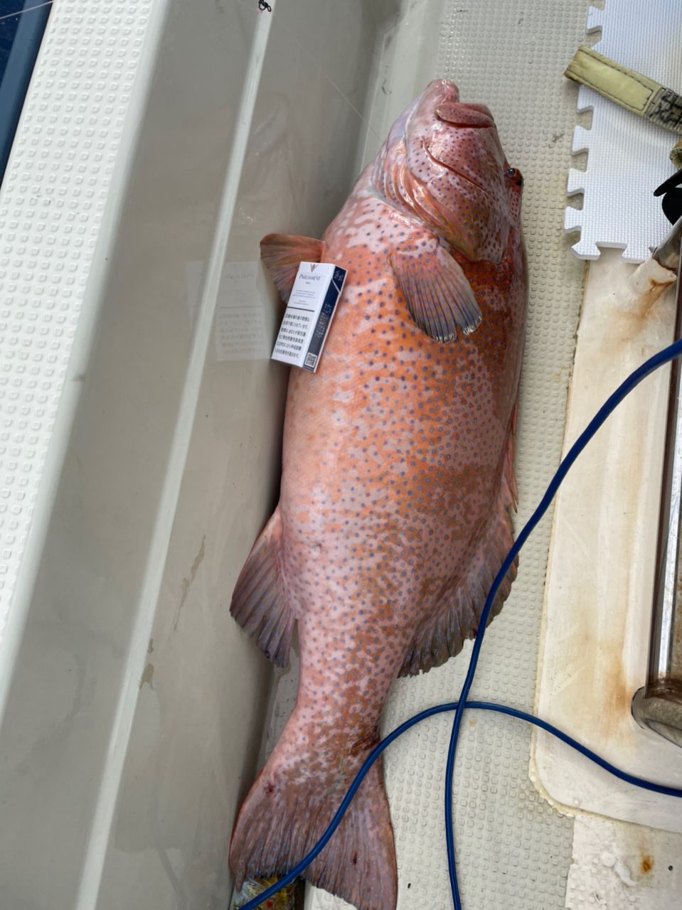 アカジンミーバイ