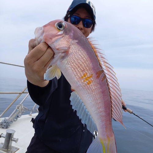 アマダイの釣果