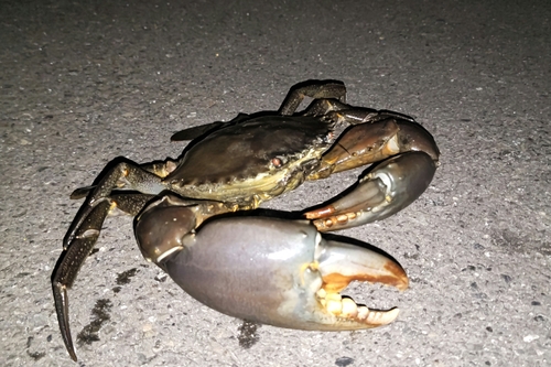 ノコギリガザミの釣果