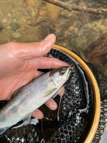 ヤマメの釣果