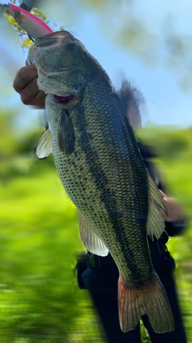 ブラックバスの釣果