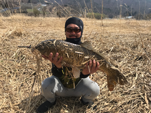 コイの釣果