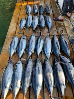 ビンチョウマグロの釣果