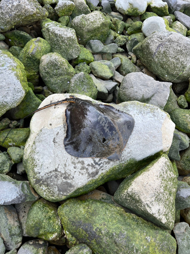 アカエイの釣果