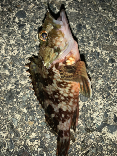 カサゴの釣果