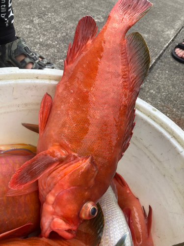 アカハタモドキの釣果