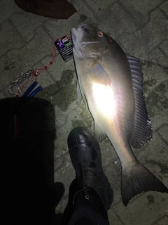 コロダイの釣果