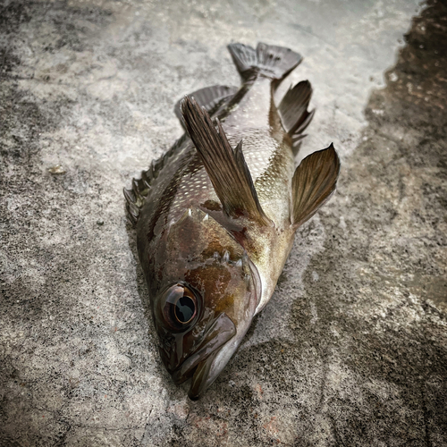 エゾメバルの釣果