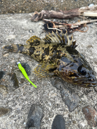 タケノコメバルの釣果