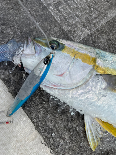 ヒラマサの釣果