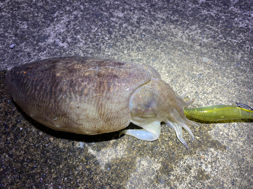 コウイカの釣果