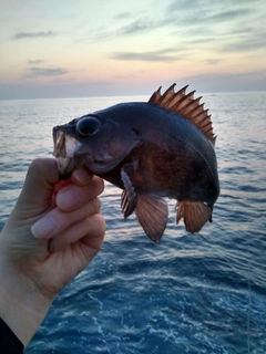 シロメバルの釣果