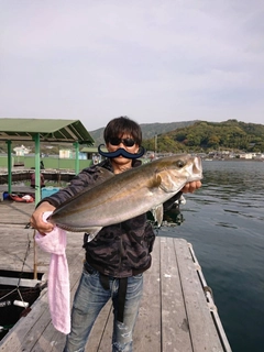 カンパチの釣果