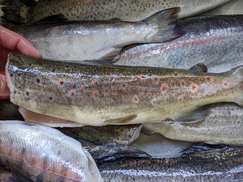 ブラウントラウトの釣果