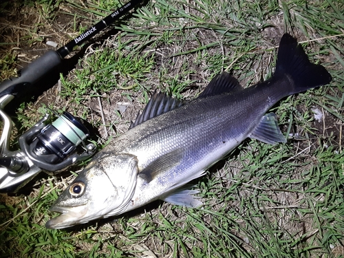 スズキの釣果