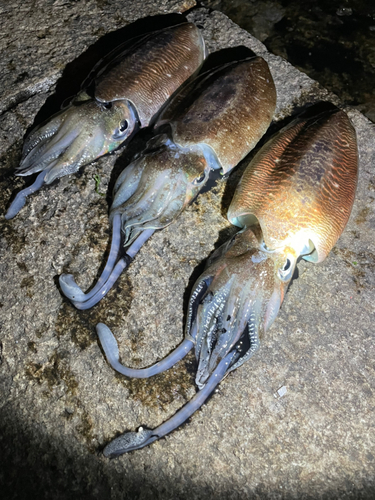 コウイカの釣果