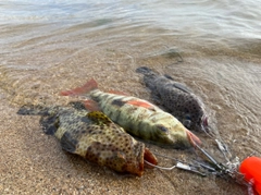 オオモンハタの釣果